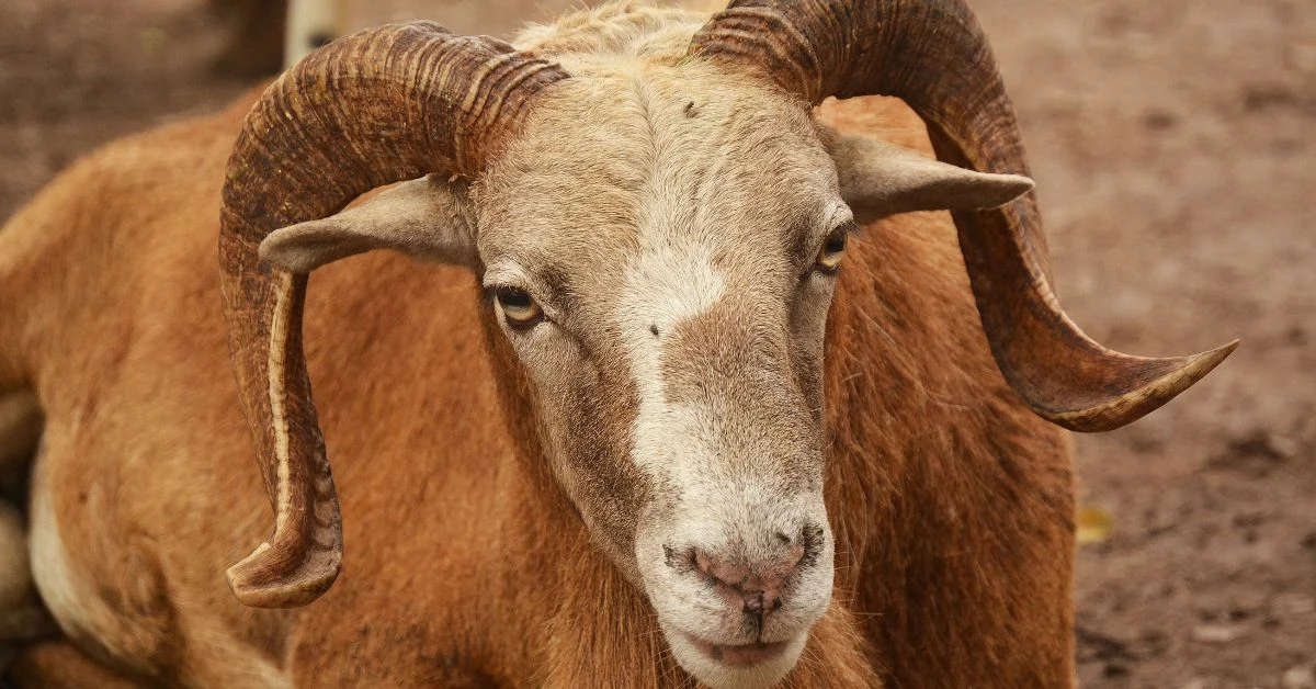 Nicknames for Aries